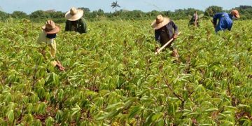 Retos de la nueva política de comercialización en la agricultura