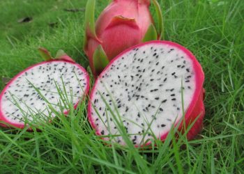 Con buen ritmo estudios sobre cultivo de la pitahaya