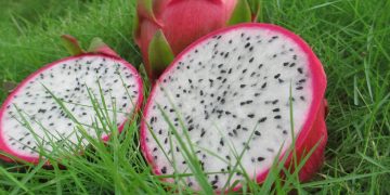 Con buen ritmo estudios sobre cultivo de la pitahaya