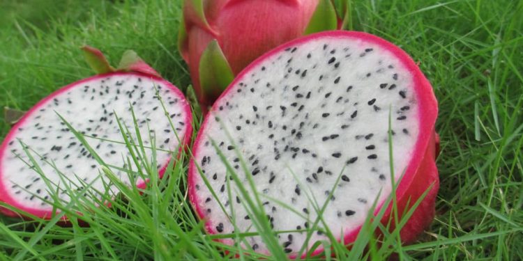 Con buen ritmo estudios sobre cultivo de la pitahaya