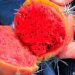 Pitahaya, una fruta con futuro en Cuba| Foto: Tomada de ACN