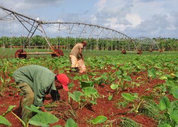 La Banca de Fomento Agrícola otorga créditos para financiar ramas y programas priorizados / Foto: Humberto Lister
