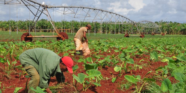 La Banca de Fomento Agrícola otorga créditos para financiar ramas y programas priorizados / Foto: Humberto Lister