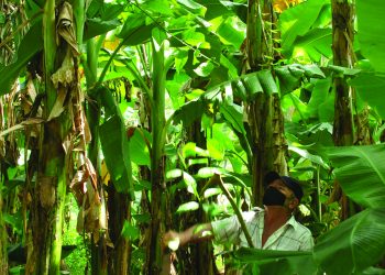 ÁNGEL nunca le ha temido al trabajo fuerte / Foto: Humberto Lister