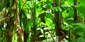 ÁNGEL nunca le ha temido al trabajo fuerte / Foto: Humberto Lister