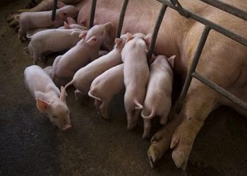 Promueven crianza popular de cerdos