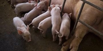 Promueven crianza popular de cerdos