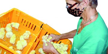 María Esther Soto aspira a jubilarse en la planta. Se siente contenta en un colectivo alegre y entregado / Fotos: Otoniel Márquez