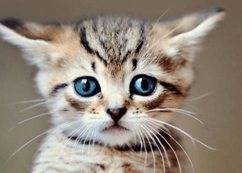 El baile del corazón y los bigotes de gato