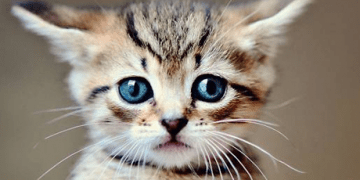 El baile del corazón y los bigotes de gato