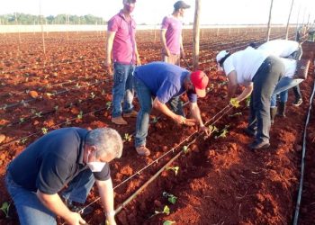 Manos obreras y muchos jóvenes dignificaron este 10 de Octubre con la siembra de este importante rubro exportable / Fotos: Reinier del Pino
