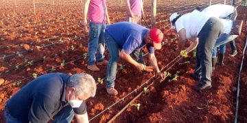 Manos obreras y muchos jóvenes dignificaron este 10 de Octubre con la siembra de este importante rubro exportable / Fotos: Reinier del Pino