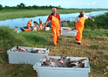 Espinas y sinsabores del pescado