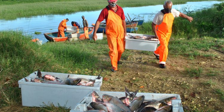 Espinas y sinsabores del pescado