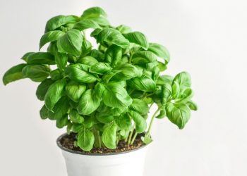 Remedios naturales para el cabello