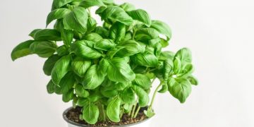 Remedios naturales para el cabello