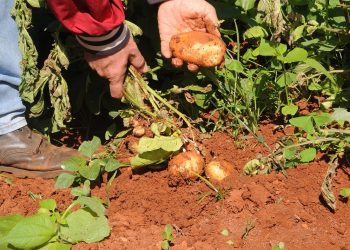 Alquízar en balance el 28 de noviembre