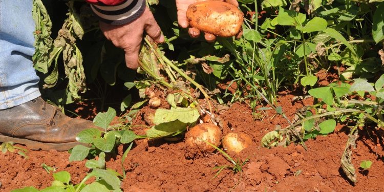 Alquízar en balance el 28 de noviembre