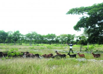 Que por ociosa la tierra, no se pare la ley