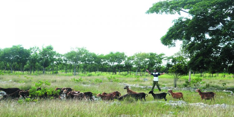 Que por ociosa la tierra, no se pare la ley