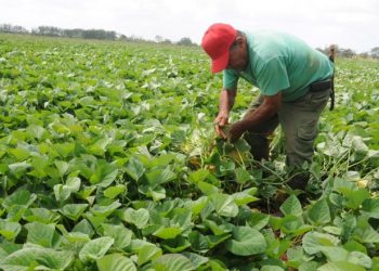 Ponerle ciencia a la producción de alimentos, una manera de incrementar las producciones y hacer frente al bloqueo. / Foto: Tomada de Granma