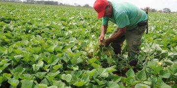 Ponerle ciencia a la producción de alimentos, una manera de incrementar las producciones y hacer frente al bloqueo. / Foto: Tomada de Granma