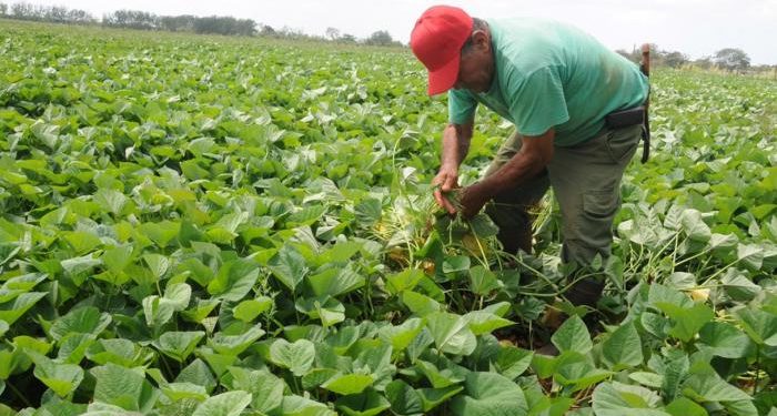 Ponerle ciencia a la producción de alimentos, una manera de incrementar las producciones y hacer frente al bloqueo. / Foto: Tomada de Granma
