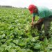 Ponerle ciencia a la producción de alimentos, una manera de incrementar las producciones y hacer frente al bloqueo. / Foto: Tomada de Granma