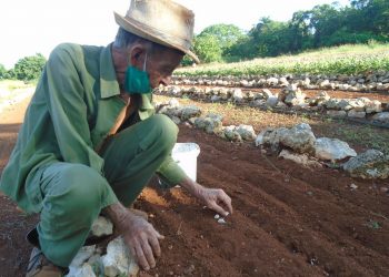 En el organopónico Dos hermanos, de San Antonio de los Baños, los canteros reciben agua con regaderas