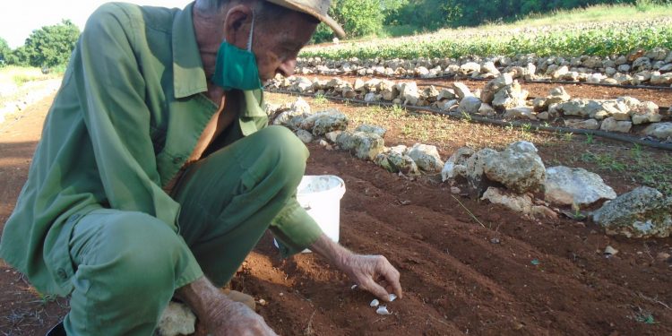 En el organopónico Dos hermanos, de San Antonio de los Baños, los canteros reciben agua con regaderas