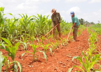 Esfuerzo, entrega y mucho amor… por Artemisa