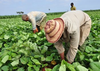 Pleno del Comité Provincial del Partido: Más control y menos trabas sobre la tierra