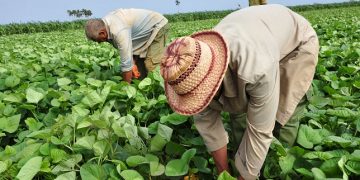 Pleno del Comité Provincial del Partido: Más control y menos trabas sobre la tierra