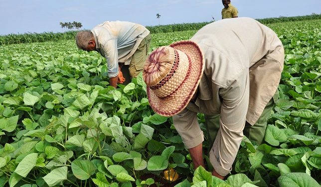 Pleno del Comité Provincial del Partido: Más control y menos trabas sobre la tierra