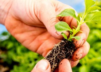 Siembra de tabaco / Imagen Tomadad del sitio Tabacopedia