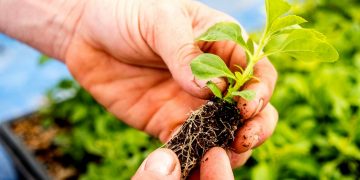 Siembra de tabaco / Imagen Tomadad del sitio Tabacopedia