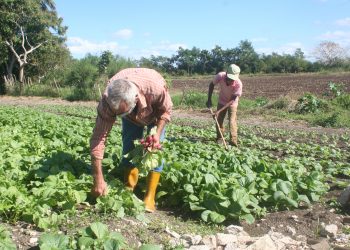 Más tierras cultivables en Caimito