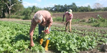 Más tierras cultivables en Caimito