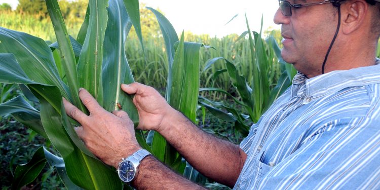 Hombre de tierra y taller