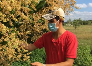 Entre sus funciones en la UCTB Alquízar está el análisis de las fases fenológicas del cultivo del mango
