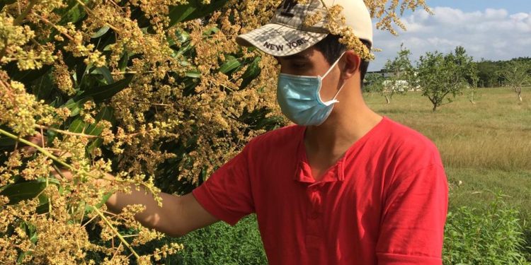 Entre sus funciones en la UCTB Alquízar está el análisis de las fases fenológicas del cultivo del mango