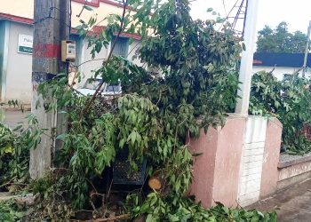 Ahora, solo leña del árbol caído