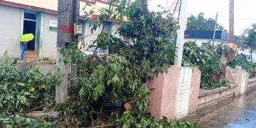 Ahora, solo leña del árbol caído