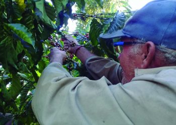 En El Triángulo fomentan varias producciones / Fotos: Yusmary Romero