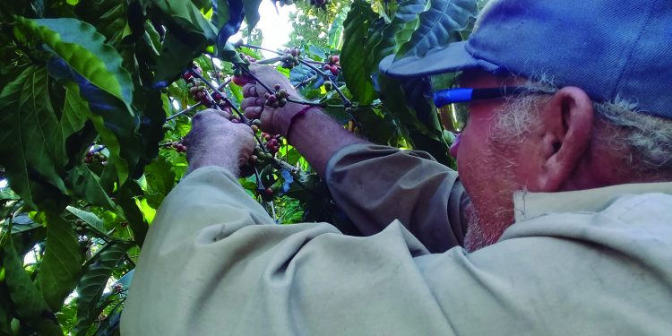 En El Triángulo fomentan varias producciones / Fotos: Yusmary Romero