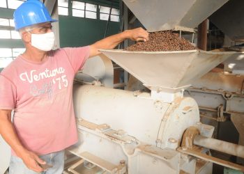 Reducen la humedad, molinan, clasifican y eliminan sus defectos por peso y color / Foto: Otoniel Márquez