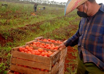 con apenas unas pocas cajas, el productor artemiseño Humberto Martínez Lara asumió la cosecha del tomate / Fotos: Otoniel Márquez