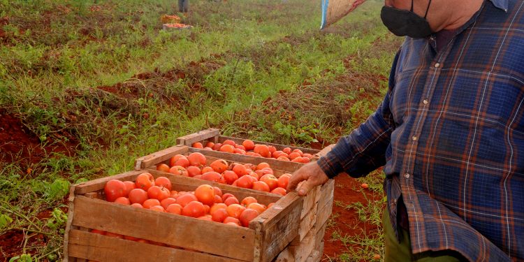 con apenas unas pocas cajas, el productor artemiseño Humberto Martínez Lara asumió la cosecha del tomate / Fotos: Otoniel Márquez