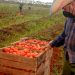 con apenas unas pocas cajas, el productor artemiseño Humberto Martínez Lara asumió la cosecha del tomate / Fotos: Otoniel Márquez