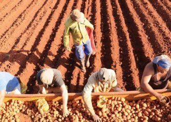 Sin contratiempos la siembra de frío